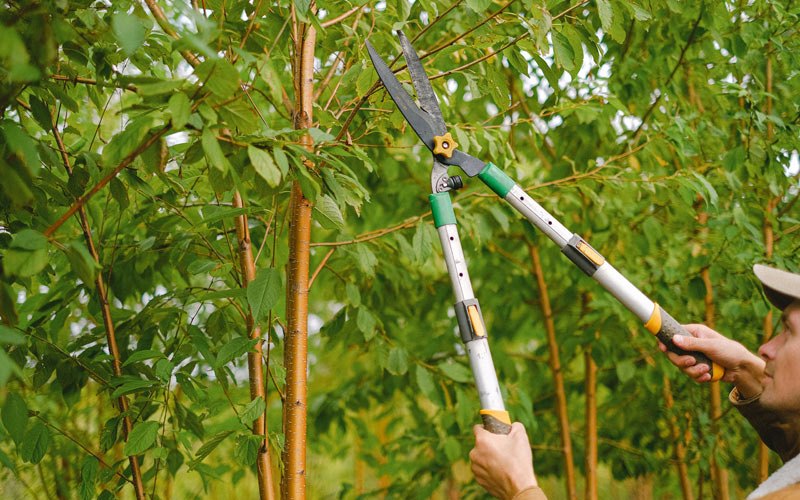 Tree trimming in Maquoketa, IA